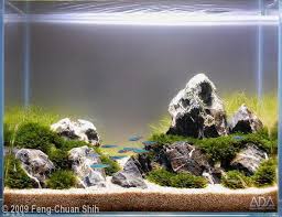 Ornek Bitkili Akvaryum Fotograflari Paisajismo Acuatico Agua Dulce Acuario Agua Dulce