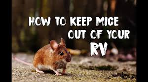 They climb up the tire, jump across onto a frame member and then from there, find a hole to get in. How To Prevent Mice In Your Rv Deal With Their Mess Youtube