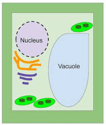 Check spelling or type a new query. Vesicle Definition For Kid