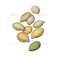 Whole And Peeled Pumpkin Seeds Isolated On White Seed Illustration Vector Illustration Pumpkin Seeds