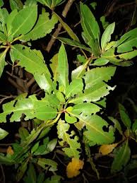 Image result for Conocarpus erectus