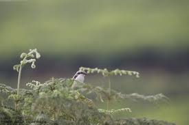 Image result for Disa eminii