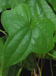 Image result for Dioscorea cotinifolia