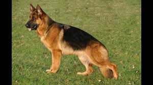 Where are german shepherd dogs from? Manejo Y Cuidado Del Pastor Aleman Tvagro Por Juan Gonzalo Angel Youtube