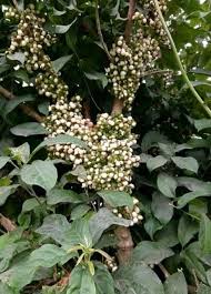 Image result for Maesobotrya