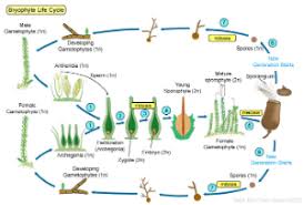Seedless vascular plants express the typical life cycle pattern called alternation of generations found in many algae and members of the kingdom plantae. Plants Ii Non Vascular And Seedless Vascular Plants Biol110f2012 Confluence