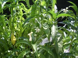 Image result for Justicia aconitiflora