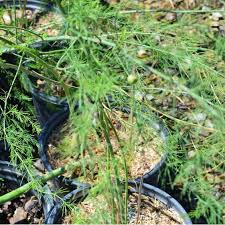 Image result for Asparagus psilurus