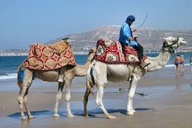 The camel guides from sahara receive you and choose your camel for a great fun ride in the dunes. Agadir Camel Ride 2 Hours 2021
