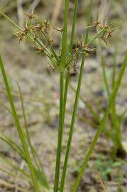 Image result for Cyperus denudatus