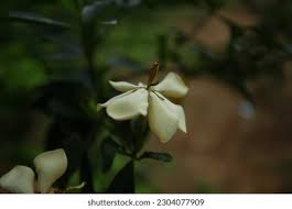 Image result for Gardenia subacaulis