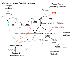 Michael behe describes it thus: To Clot Or Not The Trigger For Coagulation It Takes 30