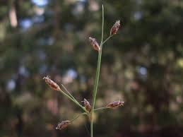 Image result for Vahlia dichotoma