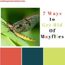 Mayflies generally prefer open air but they will sometimes become trapped within a structure. Online Pest Control Ltd Onpestcontrol Profile Pinterest