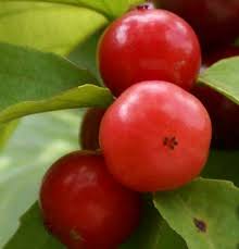 Check spelling or type a new query. Jual Tanaman Rukem Indian Plum Bibitbunga Com