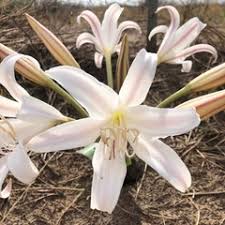 Image result for Crinum crassicaule