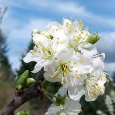 Plum Varieties Garden Org