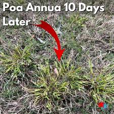 Image result for Poa annua