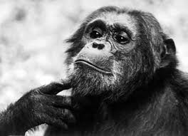 Pan Troglodytes Chimpanzee