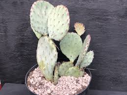 Opuntia, commonly called prickly pear, is a genus in the cactus family, cactaceae.1 prickly pears are also known as tuna (fruit), sabra, nopal (paddle, plural nopales) from the nahuatl word nōpalli for the pads, or nostle, from the nahuatl word nōchtli for the fruit; Opuntiasapphire Wave Cactusprickly Peardiy Cactusdiy Etsy Cactus Plants Diy Plants Plant Gifts