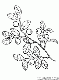 Free printable blueberries coloring pages. Coloring Page Blueberries