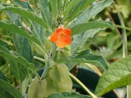 Image result for Dicerocaryum eriocarpum