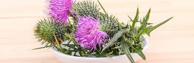 The world health organization states that 50 million people worldwide suffer from milk thistle is generally considered safe in doses up to 420 mg per day. Milk Thistle For Dogs A Great Herbal Remedy