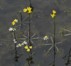 Kuvahaun tulos haulle bladderwort plant