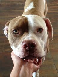 My Baby Pitbull American Bulldog Mix Needs Lots Of Snuggles American Pitbull Terrier Pitbulls Pitbull Terrier