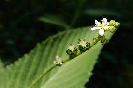 Image result for Caperonia fistulosa