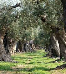 Tuscan Olive Trees Ulivo Paesaggi Salento