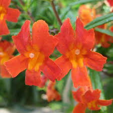 Image result for Mimulopsis