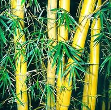 Image result for Bambusa