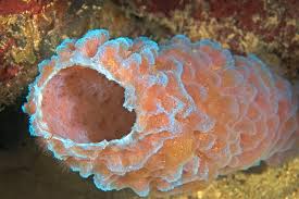 Image result for Halopegia azurea