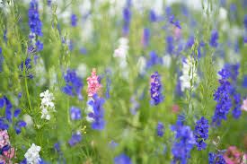 Lassen sie sich gemeinsam mit uns inspirieren. Berufsfeld Garten Und Landschaftsbau