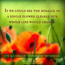 Life Is A Series Of Thousands Of Tiny Miracles Pin On Start From The Heart