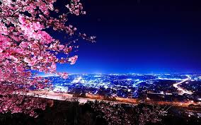 Check spelling or type a new query. Hd Wallpaper Cherry Blossom Tree Photography Night Lights Cityscape Trees Wallpaper Flare