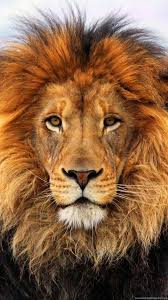 Samsung Galaxy S3 Lion Wallpapers Hd Desktop Backgrounds 720x1280 Desktop Background