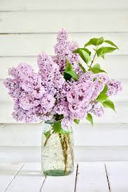 Making And Using Lilac Syrup In Our Farmhouse Kitchen Soulyrested Lilac Flowers Lilac Decor Lilac Bushes