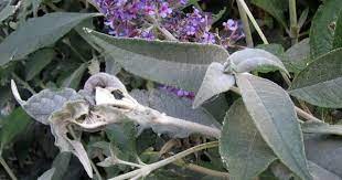 Pin On Pollinator Gardening