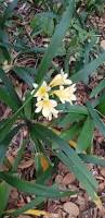 Image result for Nelsia quadrangula