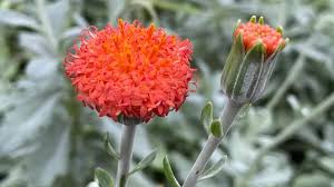 Image result for Kleinia fulgens