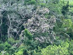 Image result for Pavetta fascifolia