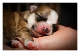 City pet stores received a temporary injunction from the new law, which had been due to go into effect on june 1. New San Francisco Law Pet Stores Can Only Sell Rescue Pets Petguide