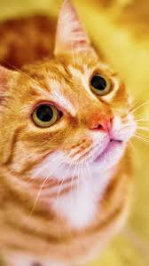 Orange Cat Looking Up Wallpaper Iphone Android Desktop Backgrounds Cat Care Cats Animals