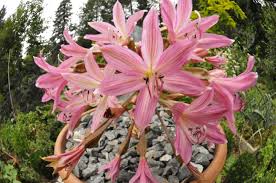 Image result for Brunsvigia radulosa