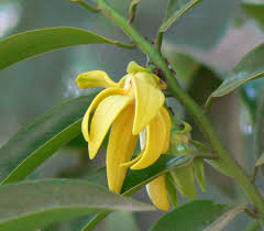 Image result for Landolphia kirkii