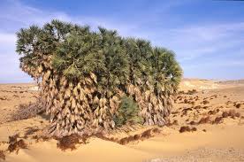 Image result for Hyphaene