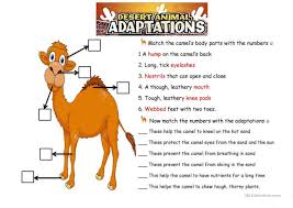 The Camel Animals Adaptations English Esl Worksheets For Distance Learning And Physical Science Worksheets Adaptation Animals Worksheets E Math Book Grade 9 Harcourt Brace Math Place Value Math Games Graph Generator Math