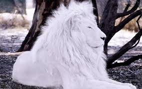 513 fondos de móvil 46 arte 291 imágenes 468 avatares 292 gifs. Fondo De Pantalla De Leon Blanco Albino Animals White Lion Majestic Animals